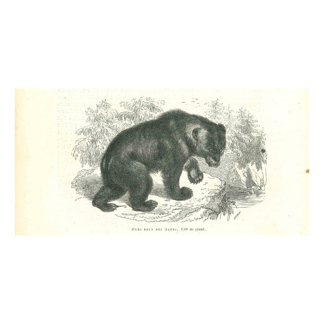 Paul Gervais, Alpine Bear, 1854, Lithograph For Sale
