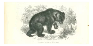 Paul Gervais, Alpine Bear, 1854, Lithograph