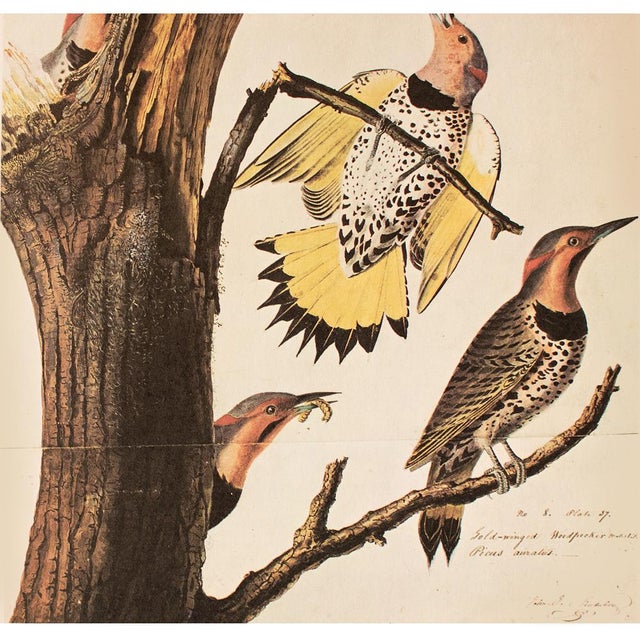 John James Audubon 1966 Vintage Cottage Print "Golden-Winged Woodpecker & Yellow-Shafted Flicker" After John James Audubon For Sale - Image 4 of 7