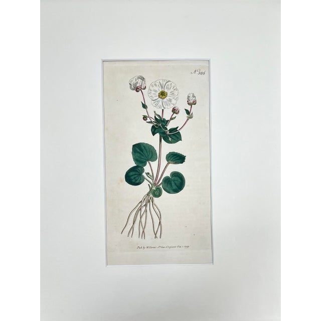 Antique Curtis hand colored floral Botanical Etching c.1797 Presented matted and framed in a contemporary classic frame....