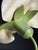 German Botanical Flower Model, 1900 For Sale - Image 16 of 18