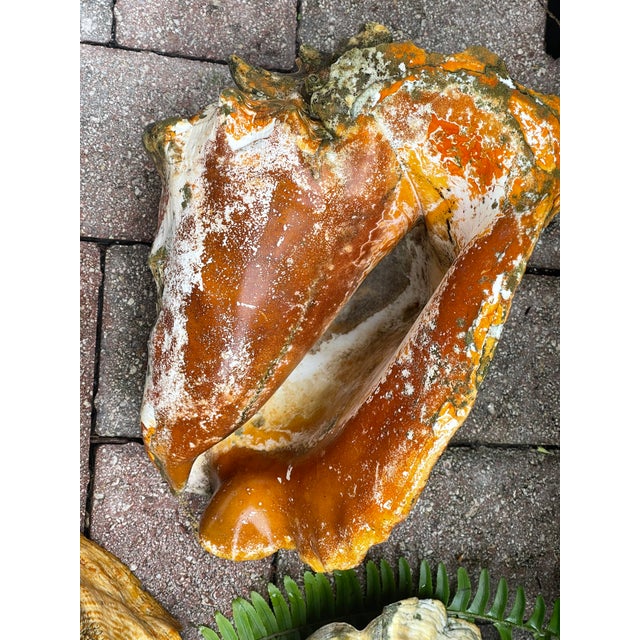 1920s 3 Large Antique Bahamas Conch Shells in Great Patina Distressed For Sale - Image 5 of 8