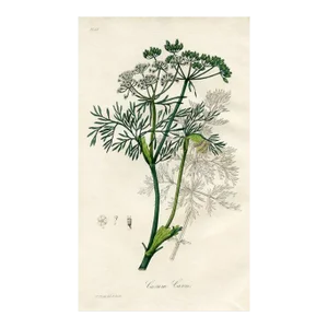 1836, Carraway Botanical Print, Medical Botany, Original Antique Engraving, England