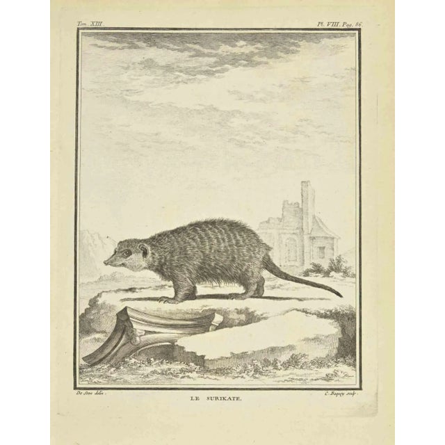 The Surikate is an Etching Realized by Jean Charles Baquoy in 1771. The Artwork Belongs to the Suite "Natural, General and...
