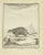 The Surikate is an Etching Realized by Jean Charles Baquoy in 1771. The Artwork Belongs to the Suite "Natural, General and...