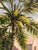 Large Mid-Century Style Coastal Tropical Palm Tree Landscape Oil Painting - Framed Fine Art For Sale - Image 9 of 10