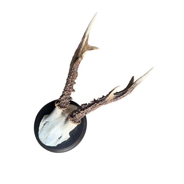 Cabin Roe Deer Trophy 210 Black Forest Antlers For Sale - Image 3 of 5