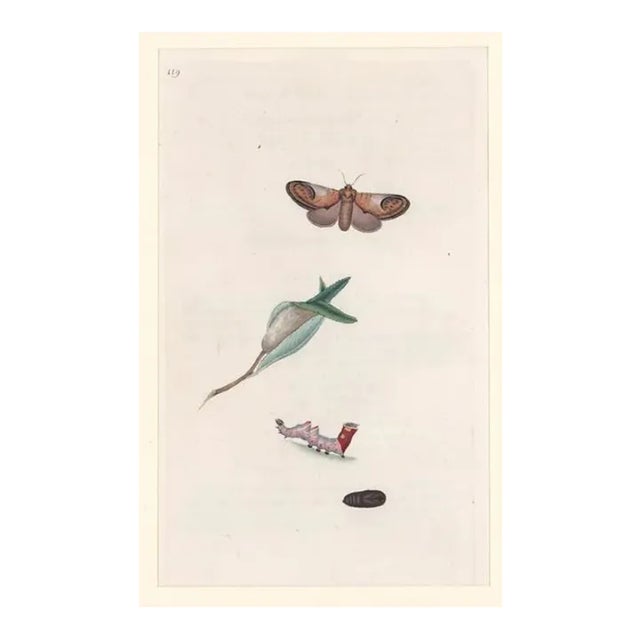 Antique Pebble Prominent Moth Handcolored Engraving For Sale