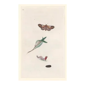 Antique Pebble Prominent Moth Handcolored Engraving