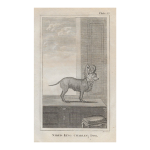 Antique King Charles Spaniel 18th Century Engraving