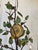 Vintage Italian Tole Citrus Wall Sconce For Sale - Image 14 of 15