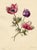 Paper E.B.R. Anemone Flowers, 1800s, Paper For Sale - Image 7 of 7