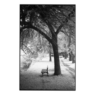 Paul Cooklin, Trees, Ardennes, Edition of 50 For Sale