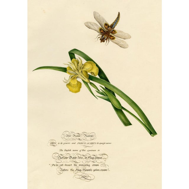 An original c.1832 watercolour painting – Louisa Hare, Yellow Water Iris with Dragonfly.An outstanding large botanical...