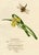 An original c.1832 watercolour painting – Louisa Hare, Yellow Water Iris with Dragonfly.An outstanding large botanical...