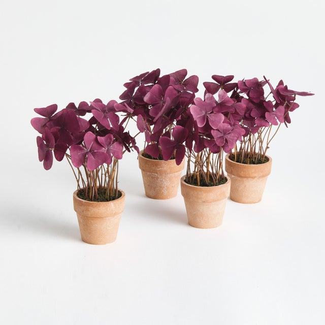 Realism Mini Oxalis Potted Drop-In 7" St/4 For Sale - Image 3 of 4