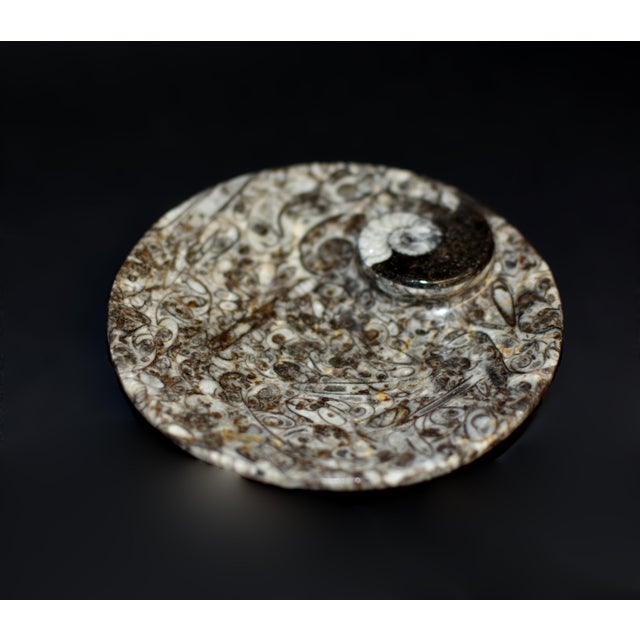 Pair Ammonite Plates Natural Fossil 4.5" For Sale - Image 9 of 15