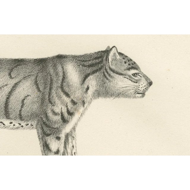 Long-Striped Tiger and Wild Asian Cat, 1836, Lithograph For Sale - Image 4 of 11