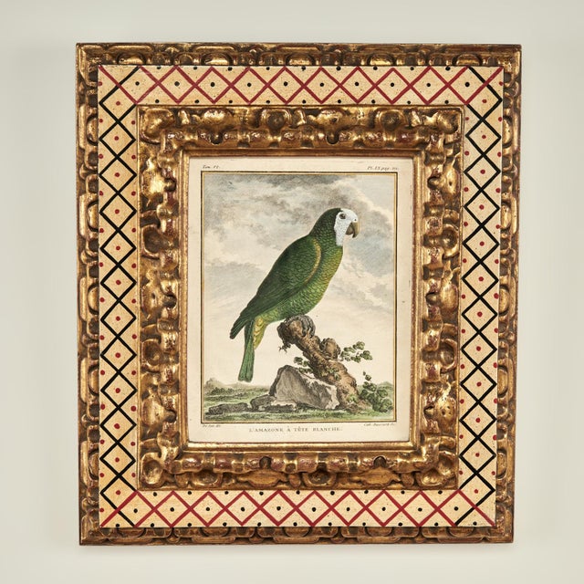 Antique Set of Eight Hand Colored Parrot Engravings For Sale - Image 16 of 18