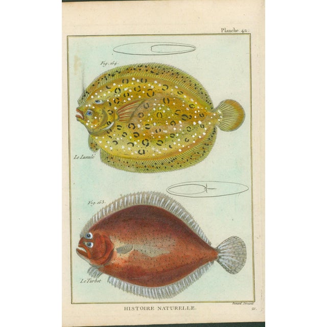 Original antique French natural-history fish plate, Planche 42, depicting Le Limande and Le Turbot. From the Histoire...
