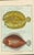 Original antique French natural-history fish plate, Planche 42, depicting Le Limande and Le Turbot. From the Histoire...