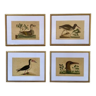 18th Century Framed Engravings by Mark Catesby, Set of Four Birds For Sale