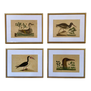 18th Century Framed Engravings by Mark Catesby, Set of Four Birds