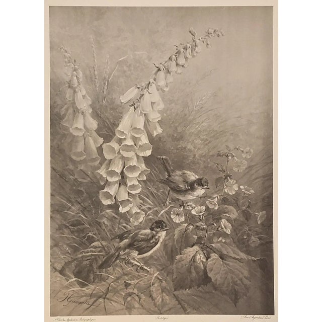 This botanical phototype is an unusual and RARE image. It dates to c1880s. It features a pair of chickadees amidst the...