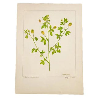 Hop Clover Botanical Watercolor, RH Greeley For Sale