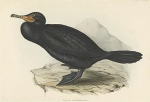 Black Shag, 1832, Paper