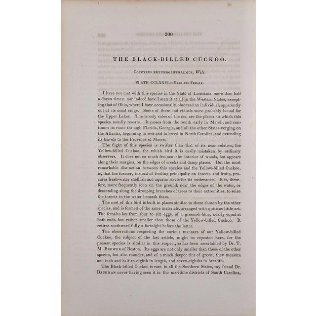 Mid 19th Century Audubon Black-Billed Cuckoo: An Original 1st Ed. Audubon Hand-Colored Bird Lithograph, 1840 For Sale - Image 5 of 5