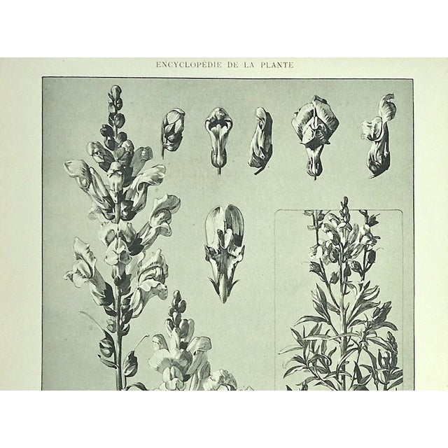 Beaux-Arts 1902 Set of 2- French Antique Botanicals- Mallow,Snapdragon, Documentation For Sale - Image 3 of 11