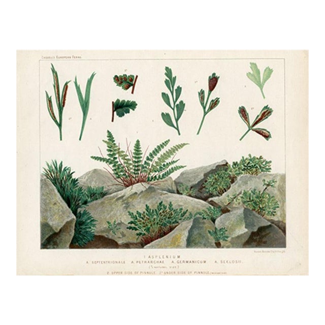 Late 1800s, Spleenwort Fern Print, Original Antique Fern Print, Lithograph, England For Sale