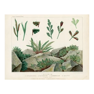 Late 1800s, Spleenwort Fern Print, Original Antique Fern Print, Lithograph, England