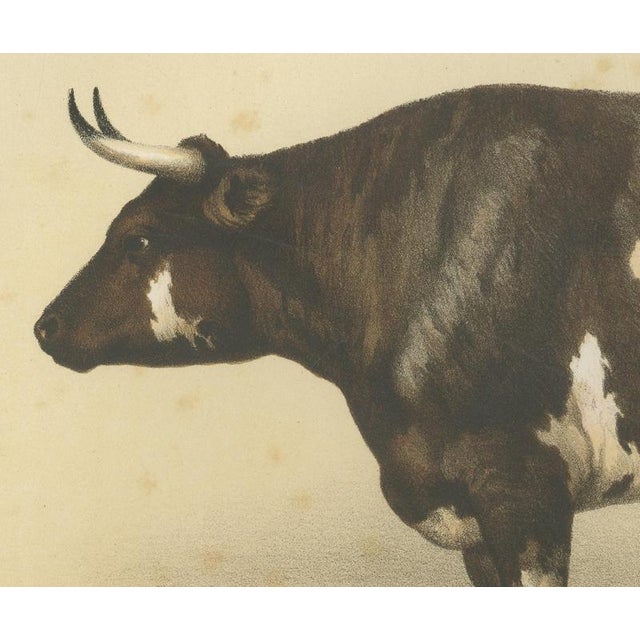 Borie, Normandy Ox, French Cattle Breed, 1863, Chromolithograph For Sale - Image 4 of 9
