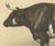 Borie, Normandy Ox, French Cattle Breed, 1863, Chromolithograph For Sale - Image 4 of 9