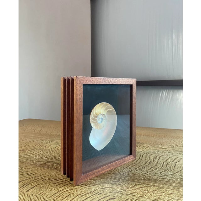 Ivory Framed Nautilus Shell For Sale - Image 8 of 15