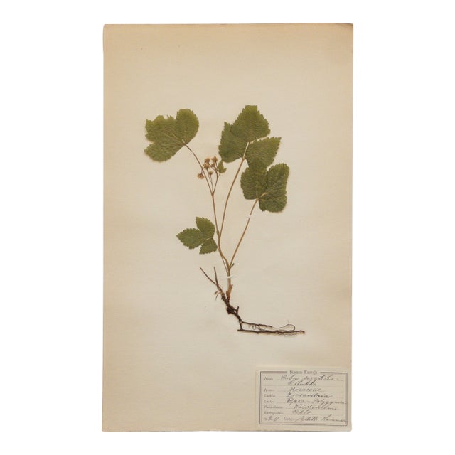 Antique Swedish Herbarium - Stone Bramble, Circa 1911 For Sale