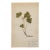Antique Swedish Herbarium - Stone Bramble, Circa 1911 For Sale