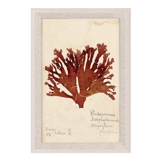 Capistrano Seaweed 32, Small, Framed Artwork For Sale