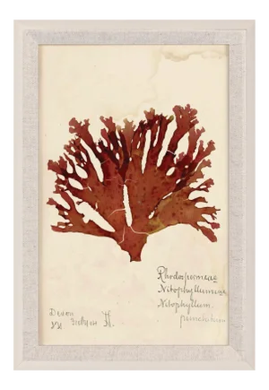 Capistrano Seaweed 32, Small, Framed Artwork