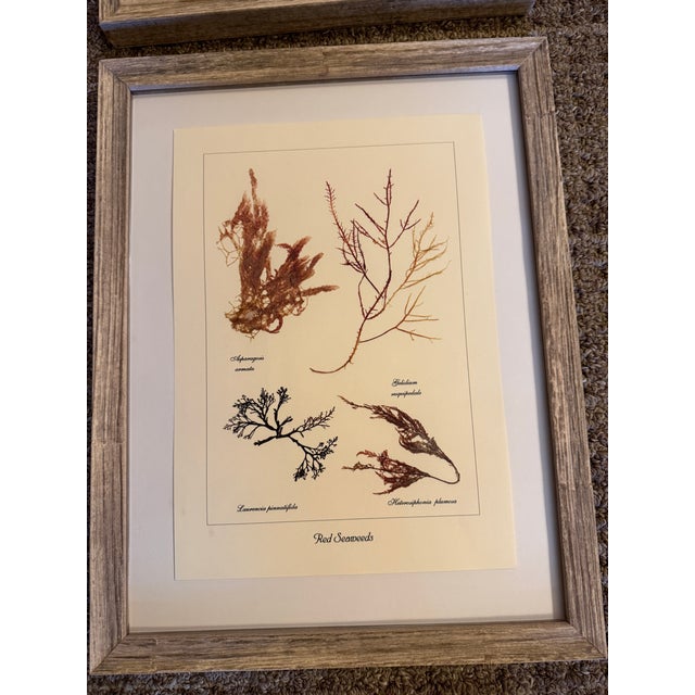 Red Seaweed Botanical Art, Set of 4, Created With Real Seaweed Specimens, 21st Century For Sale - Image 9 of 9
