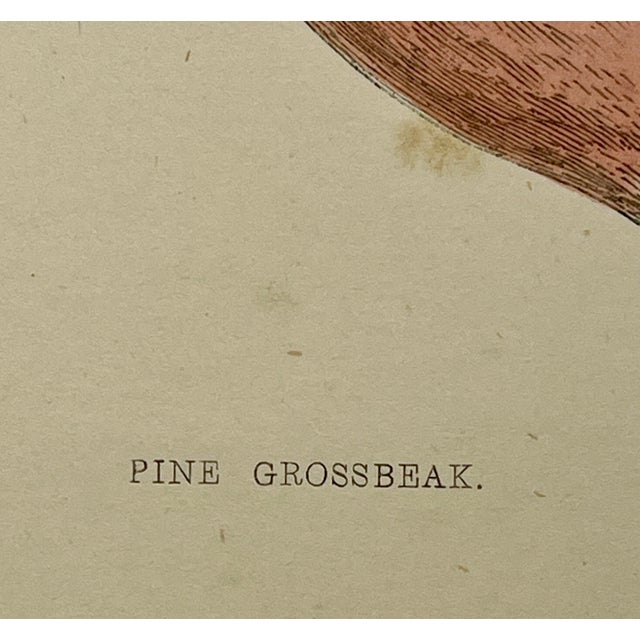 Antique Hand Tinted Bird Print From England Featuring a Red & Black Pine Grossbeak - Circa 1880 For Sale - Image 9 of 11