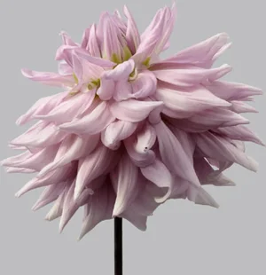 Philip Gatward, Dahlia 9, Archival Pigment Print