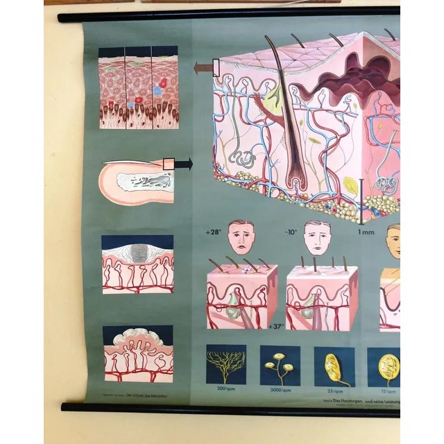 Mid-Century Modern Pull-Down Anatomical Wall Chart by Hagemann, Düsseldorf, 1970s For Sale - Image 3 of 7