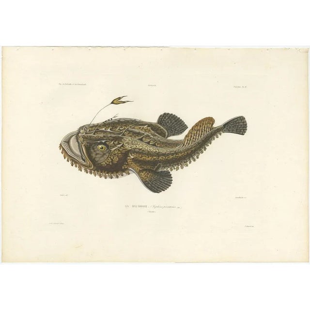 Antique Print of the Anglerfish or Monkfish – Hand-Colored French Lithograph, 1845 This remarkable hand-colored lithograph...