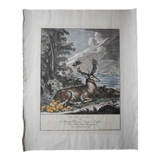 18th Century Rare 1696 Royal Prussian 66-Point Stag Hand-Colored Engraving After Frederick I For Sale