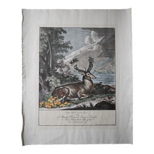 18th Century Rare 1696 Royal Prussian 66-Point Stag Hand-Colored Engraving After Frederick I