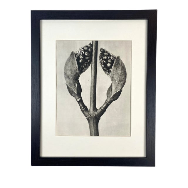 1940s Framed Botanical Blossfeldt Print - No. 23 For Sale