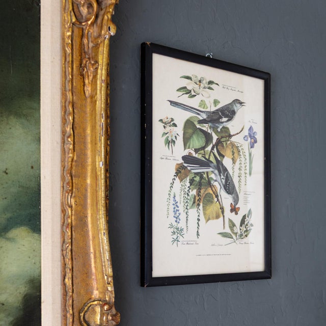 John James Audubon Pair of Framed Bird and Botanical Prints by Arthur Singer Mockingbird and Goldfinch For Sale - Image 4 of 16